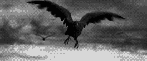 [Image: ravenflight.gif]